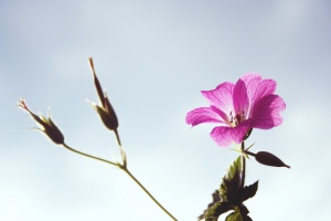 flower_against_sky