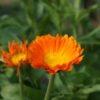 orange_flower