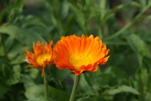 orange_flower