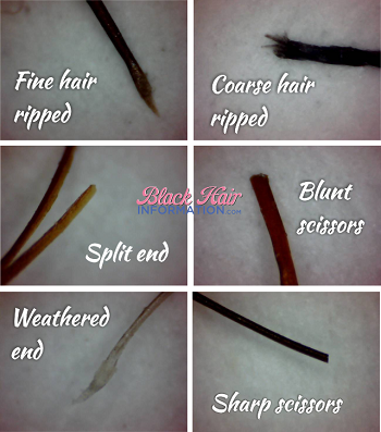 Hair Under The Microscope: Types Of Hair Ends Deconstructed - Black