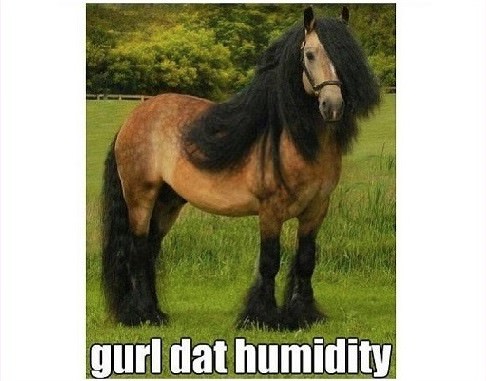 horse humidity